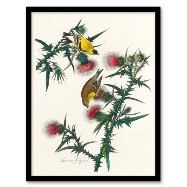 Artery8 John James Audubon Framed Wall Art American Goldfinch & Thistle in White - Size: A4 - image 1