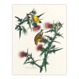Artery8 John James Audubon Framed Wall Art American Goldfinch & Thistle in White - Size: A4 - thumbnail 3