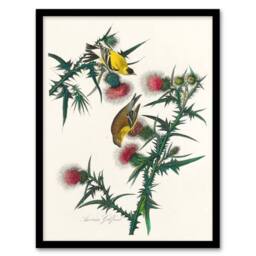 Artery8 John James Audubon Framed Wall Art American Goldfinch & Thistle in White - Size: A4 - thumbnail 1