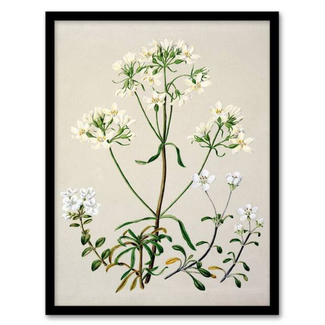 Artery8 Sarah Featon Framed Wall Art Print New Zealand White Gentiana Flowers in Beige - Size: A4 - image 1
