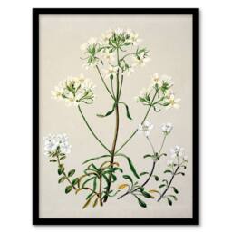 Artery8 Sarah Featon Framed Wall Art Print New Zealand White Gentiana Flowers in Beige - Size: A4 - thumbnail 1