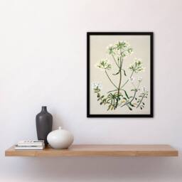 Artery8 Sarah Featon Framed Wall Art Print New Zealand White Gentiana Flowers in Beige - Size: A4 - thumbnail 2