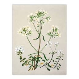 Artery8 Sarah Featon Framed Wall Art Print New Zealand White Gentiana Flowers in Beige - Size: A4 - thumbnail 3
