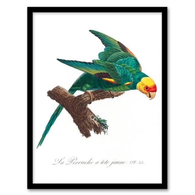 Artery8 Francois Levaillant Framed Wall Art Print The Yellow Crowned Parakeet in White - Size: A4 - image 1