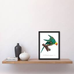 Artery8 Francois Levaillant Framed Wall Art Print The Yellow Crowned Parakeet in White - Size: A4 - thumbnail 2