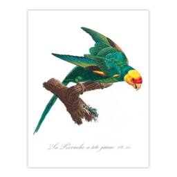 Artery8 Francois Levaillant Framed Wall Art Print The Yellow Crowned Parakeet in White - Size: A4 - thumbnail 3