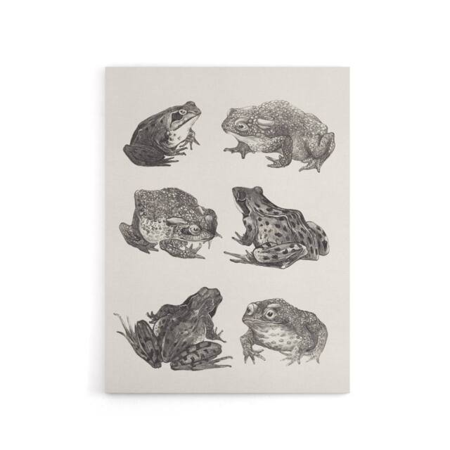 "Artery8 Six Frogs & Toads Pencil Drawing Canvas Wall Art Print Hoytema in White - Size: W18"" x H24""" - image 1