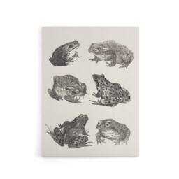 "Artery8 Six Frogs & Toads Pencil Drawing Canvas Wall Art Print Hoytema in White - Size: W18"" x H24""" - thumbnail 1