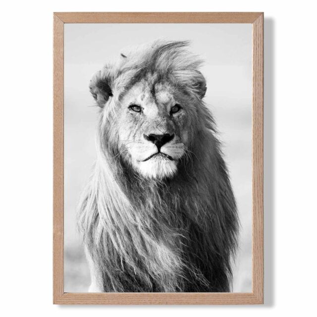 ARTZE Regal Lion Animal Black & White Photo Framed Print SIZE: A4 with Oak Frame - image 1