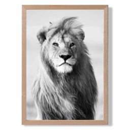 ARTZE Regal Lion Animal Black & White Photo Framed Print SIZE: A4 with Oak Frame
