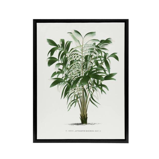 "Artery8 Astrocaryum Murumuru Palm Tree Kerchove Framed Canvas Wall Art Print in White - Size: W18"" x H24""" - image 1