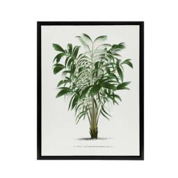 "Artery8 Astrocaryum Murumuru Palm Tree Kerchove Framed Canvas Wall Art Print in White - Size: W18"" x H24""" - thumbnail 1