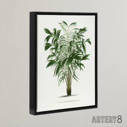 "Artery8 Astrocaryum Murumuru Palm Tree Kerchove Framed Canvas Wall Art Print in White - Size: W18"" x H24""" - thumbnail 2