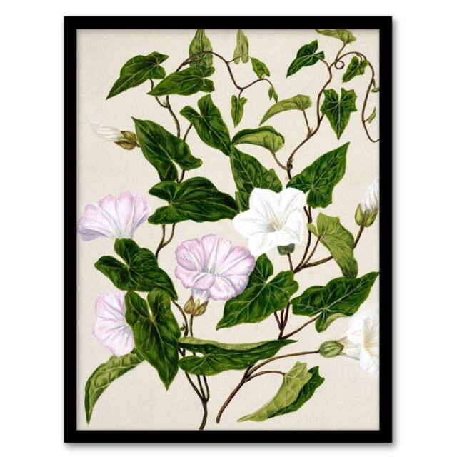 Artery8 Sarah Featon Framed Wall Art Print New Zealand Bindweed Wildflowers in Beige - Size: A4 - image 1