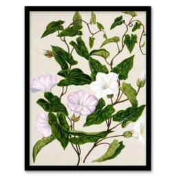Artery8 Sarah Featon Framed Wall Art Print New Zealand Bindweed Wildflowers in Beige - Size: A4 - thumbnail 1