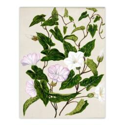 Artery8 Sarah Featon Framed Wall Art Print New Zealand Bindweed Wildflowers in Beige - Size: A4 - thumbnail 3