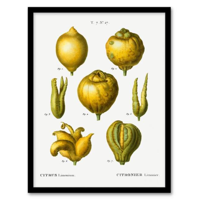 Artery8 Redoute Framed Wall Art Print Lemon Citrus Fruit Vintage Illustration in White - Size: A4 - image 1
