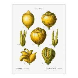 Artery8 Redoute Framed Wall Art Print Lemon Citrus Fruit Vintage Illustration in White - Size: A4 - thumbnail 3