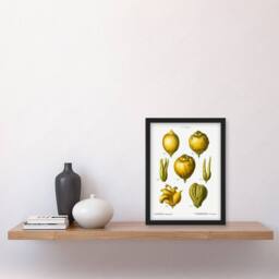 Artery8 Redoute Framed Wall Art Print Lemon Citrus Fruit Vintage Illustration in White - Size: A4 - thumbnail 2