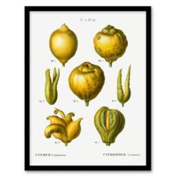 Artery8 Redoute Framed Wall Art Print Lemon Citrus Fruit Vintage Illustration in White - Size: A4 - thumbnail 1