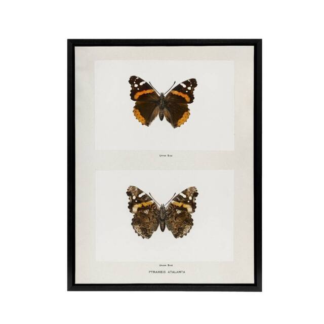 "Artery8 Red Admiral Butterfly Vintage Illustration Denton Framed Canvas Art in White - Size: W12"" x H16""" - image 1