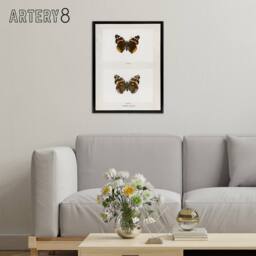 "Artery8 Red Admiral Butterfly Vintage Illustration Denton Framed Canvas Art in White - Size: W12"" x H16""" - thumbnail 3