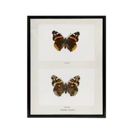 "Artery8 Red Admiral Butterfly Vintage Illustration Denton Framed Canvas Art in White - Size: W12"" x H16""" - thumbnail 1