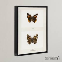 "Artery8 Red Admiral Butterfly Vintage Illustration Denton Framed Canvas Art in White - Size: W12"" x H16""" - thumbnail 2