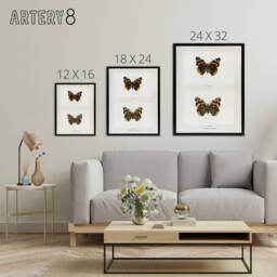 "Artery8 Red Admiral Butterfly Vintage Illustration Denton Framed Canvas Art in White - Size: W12"" x H16""" - thumbnail 4