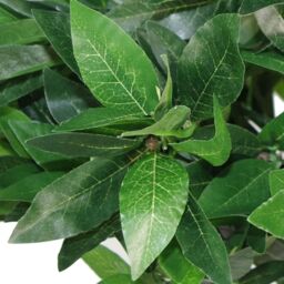 Leaf 120cm (4ft) Twist Natural Trunk Artificial Topiary Bay Laurel Ball Tree in Green - thumbnail 3