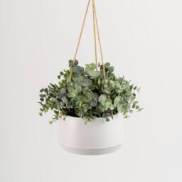 Scottish Everlastings Ltd Outdoor Hanging Eucalyptus in Light Grey Pot in Green - thumbnail 2