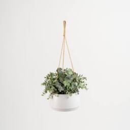 Scottish Everlastings Ltd Outdoor Hanging Eucalyptus in Light Grey Pot in Green - thumbnail 3