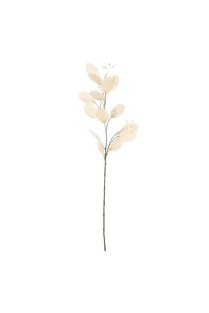 KDMD Honesty Stem 73cm 2 Pack Light Brown - image 1