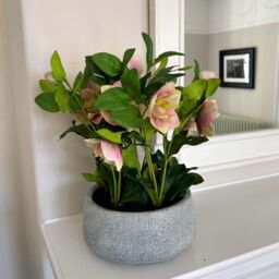 Dibor Pink Hellebore Flowers in Round Blue Flower Vase H41 x Dia38cm - Size: Medium - thumbnail 2