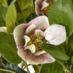 Dibor Pink Hellebore Flowers in Round Blue Flower Vase H41 x Dia38cm - Size: Medium - thumbnail 5