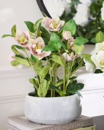 Dibor Pink Hellebore Flowers in Round Blue Flower Vase H41 x Dia38cm - Size: Medium - thumbnail 1
