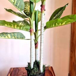 Voltico Artificial Dieffenbachia Tree in Pot 100cm Realistic Indoor Plant in Green - Size: 100 cm - thumbnail 6
