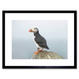 "Artery8 Atlantic Puffin Bird Rock Sea Photo Home Decor 12x16"" Framed Art Print in Blue - Size: W12"" x H16""" - thumbnail 1