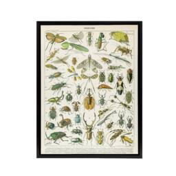 "Artery8 Millot Encyclopedia Page Beetles Insects Framed Canvas Wall Art Print - Size: W12"" x H16""" - thumbnail 1