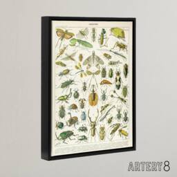 "Artery8 Millot Encyclopedia Page Beetles Insects Framed Canvas Wall Art Print - Size: W12"" x H16""" - thumbnail 2