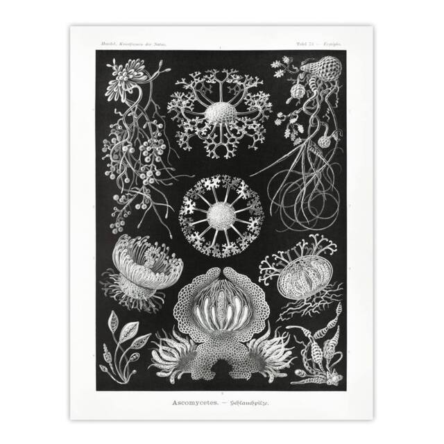"Artery8 Ascomycetes Fungi Species Vintage Haeckel Wall Art Print Poster in Black - Size: W12"" x H16""" - image 1