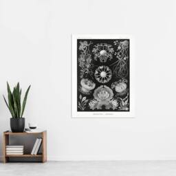 "Artery8 Ascomycetes Fungi Species Vintage Haeckel Wall Art Print Poster in Black - Size: W12"" x H16""" - thumbnail 4