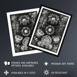 "Artery8 Ascomycetes Fungi Species Vintage Haeckel Wall Art Print Poster in Black - Size: W12"" x H16""" - thumbnail 2