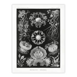 "Artery8 Ascomycetes Fungi Species Vintage Haeckel Wall Art Print Poster in Black - Size: W12"" x H16""" - thumbnail 1
