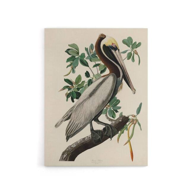 "Artery8 Audubon Birds Of America Pelican Canvas Wall Art Print - Size: W18"" x H24""" - image 1