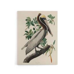 "Artery8 Audubon Birds Of America Pelican Canvas Wall Art Print - Size: W18"" x H24""" - thumbnail 1