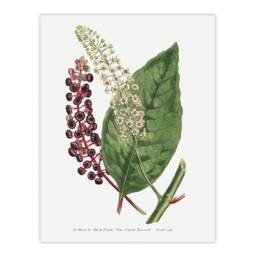 "Artery8 Francis Sansom American Pokeweed Vintage Botanical Wall Art Print in White - Size: W12"" x H16""" - thumbnail 1