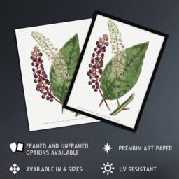 "Artery8 Francis Sansom American Pokeweed Vintage Botanical Wall Art Print in White - Size: W12"" x H16""" - thumbnail 2