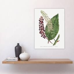 "Artery8 Francis Sansom American Pokeweed Vintage Botanical Wall Art Print in White - Size: W12"" x H16""" - thumbnail 4