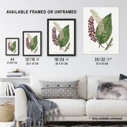 "Artery8 Francis Sansom American Pokeweed Vintage Botanical Wall Art Print in White - Size: W12"" x H16""" - thumbnail 3